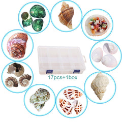 Skoolove hermit crab shells nine types variety for size-appropriate selection