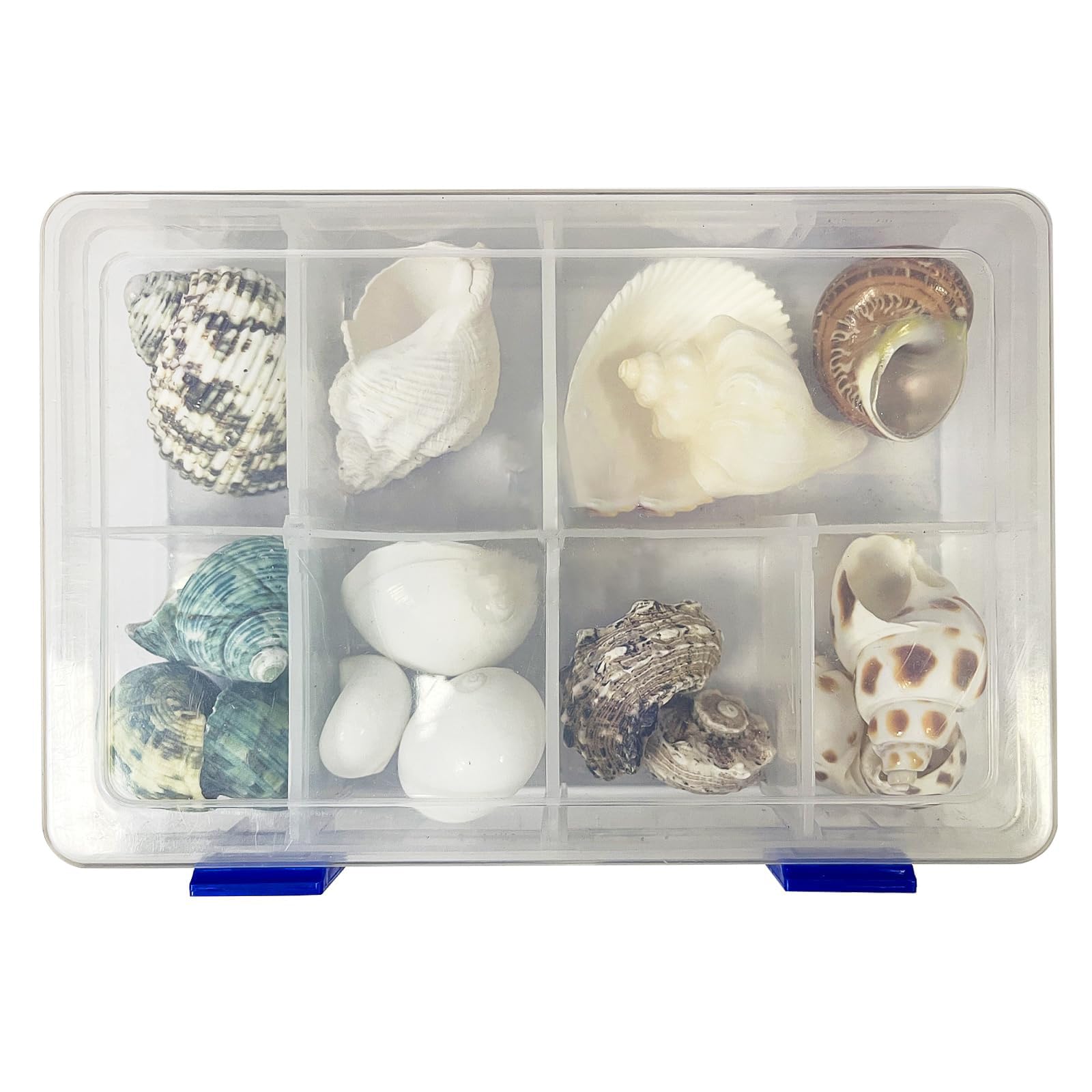 Skoolove hermit crab shells decor and tank accents for nautical themes