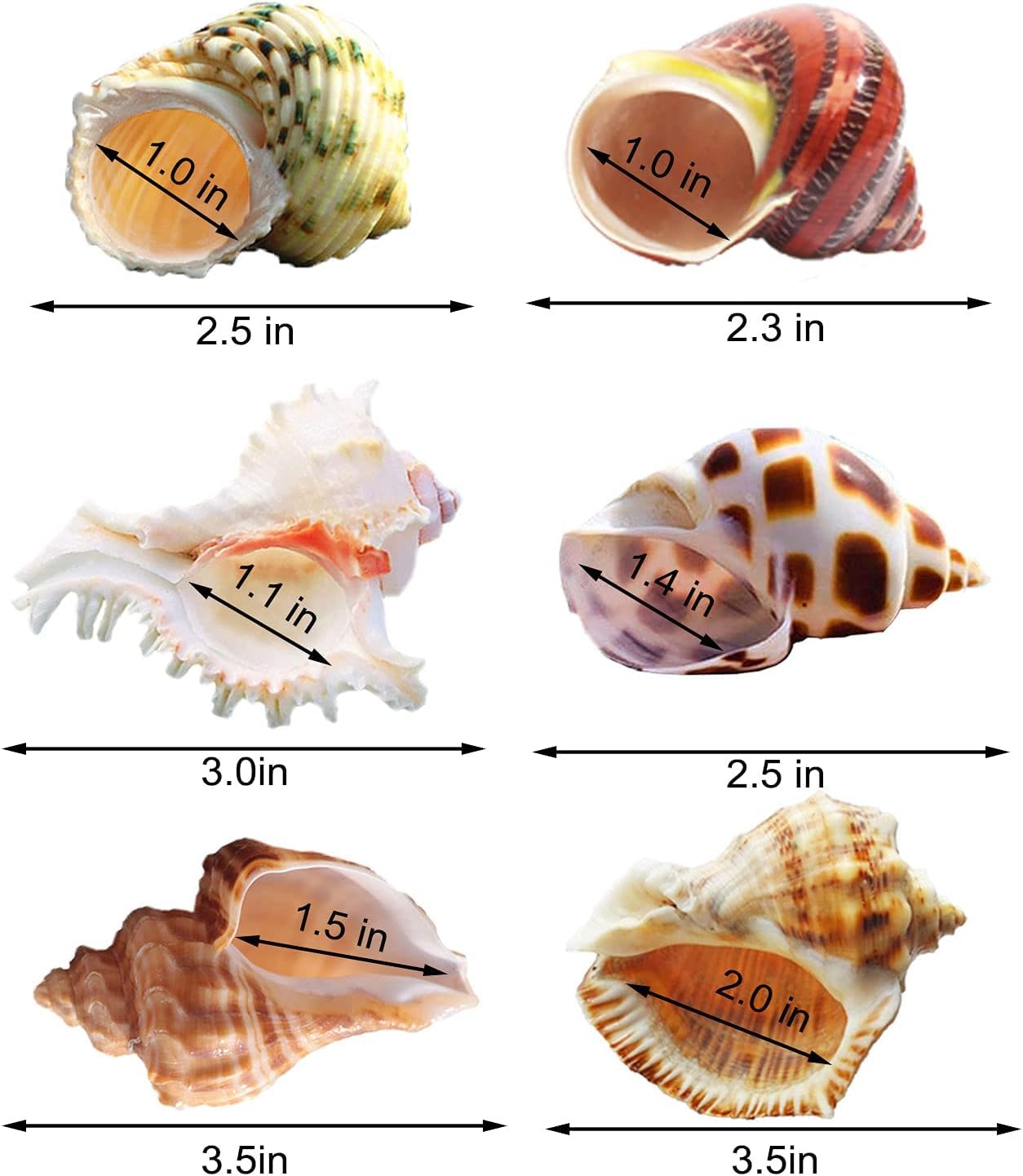 SKOOLOVE hermit-crab-shells diverse colors suit crab color and personality