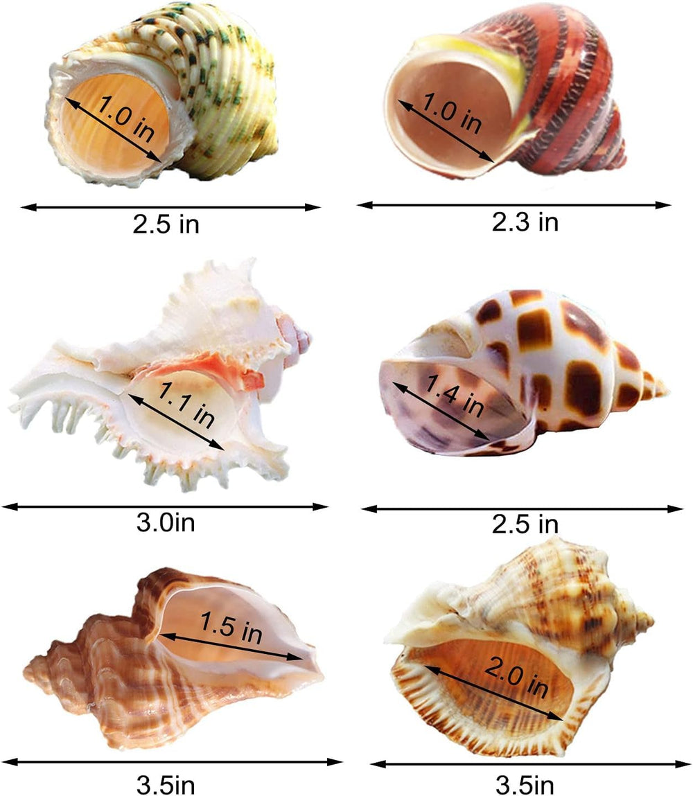 SKOOLOVE hermit-crab-shells diverse colors suit crab color and personality