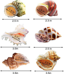 SKOOLOVE hermit-crab-shells diverse colors suit crab color and personality