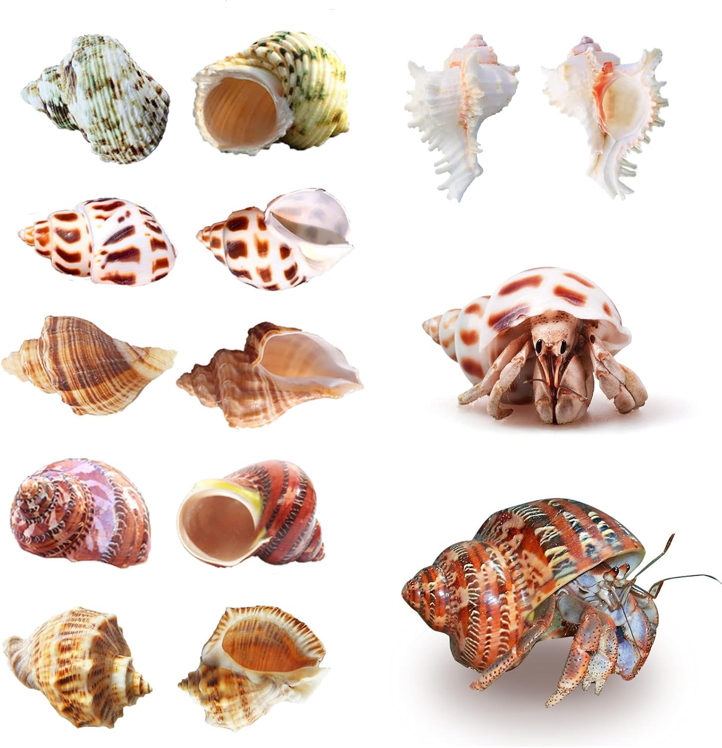 SKOOLOVE natural materials no dyes ensure a safe habitat