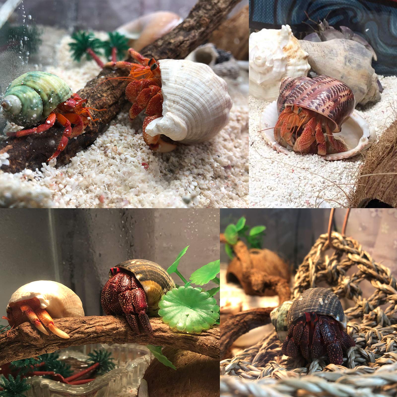 Skoolove hermit crab shells no dyeing safe alternative for hermit crabs