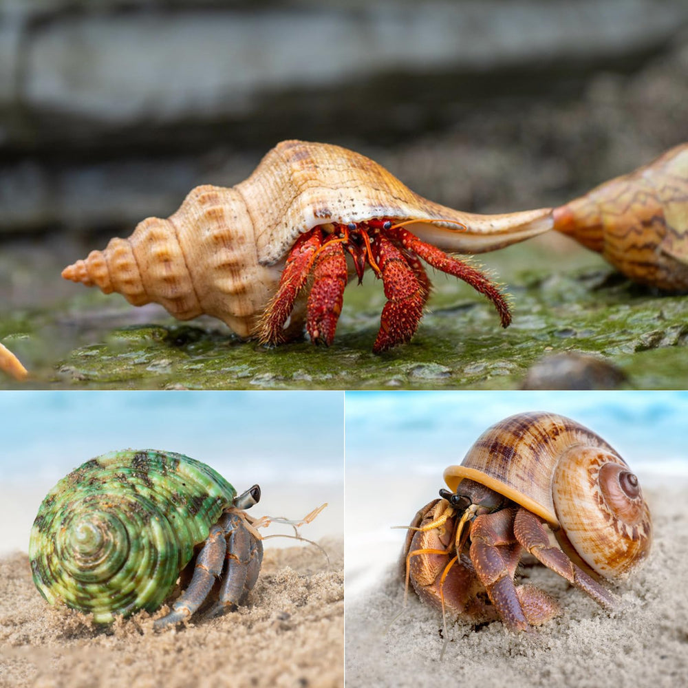 SKOOLOVE shells opening 25-50mm fit different hermit crab stages