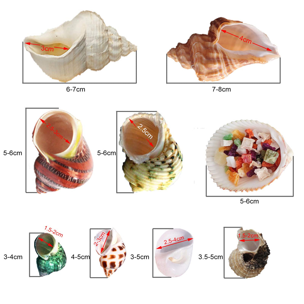 Skoolove hermit crab shells opening size range 0.6-1.6 inches supports natural shell transitions