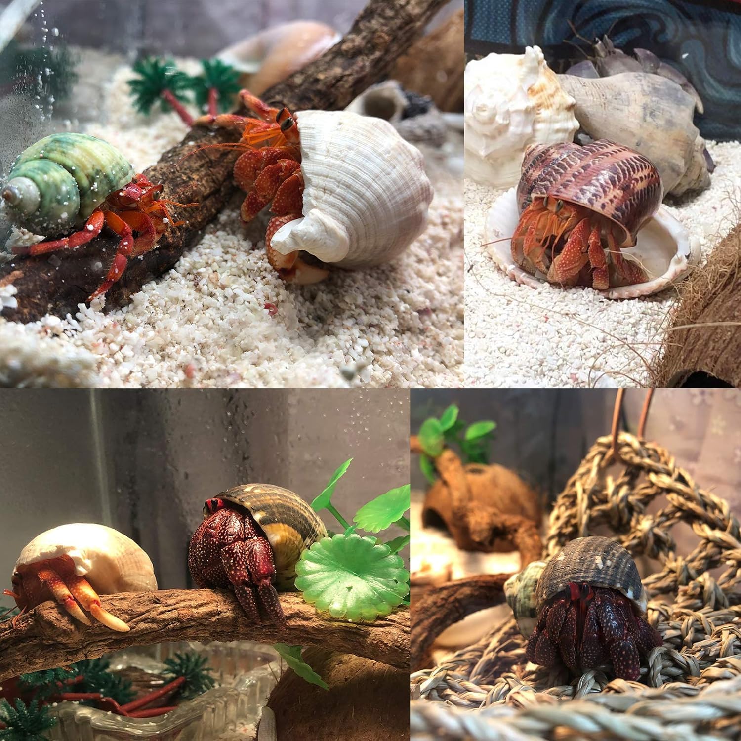 SKOOLOVE hermit-crab-shells packaged in box for organized storage
