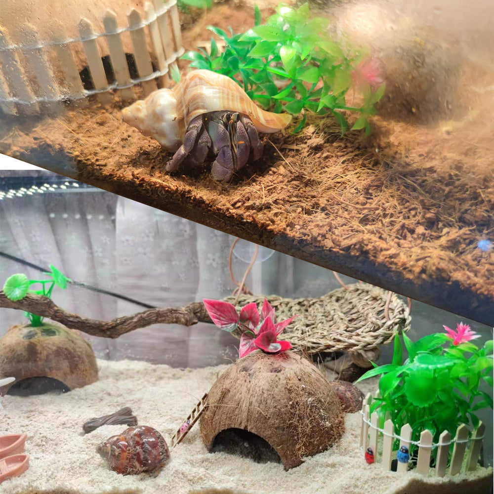Skoolove hermit crab shells packaging box keeps shells organized and undamaged