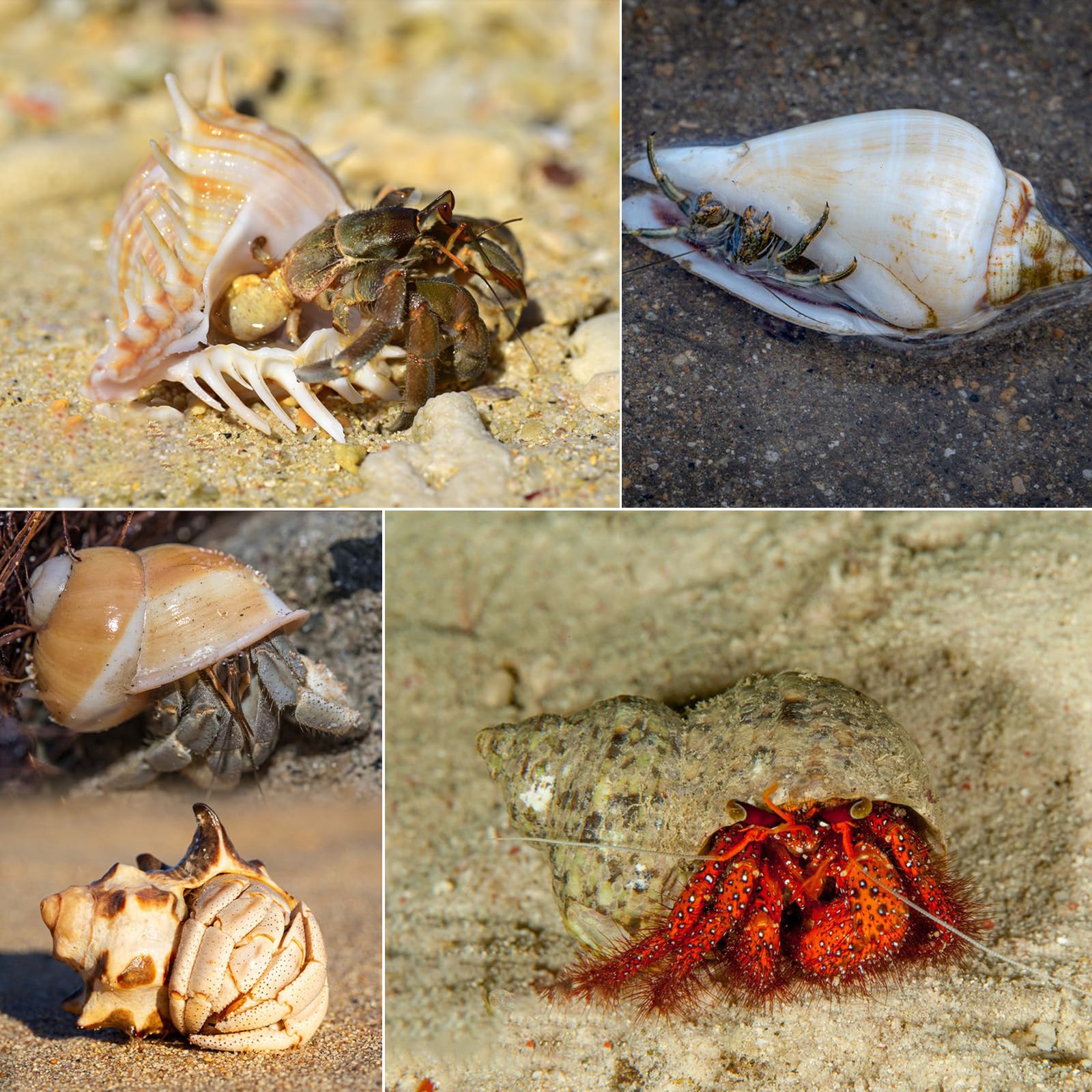 SKOOLOVE safe-for-pets shells reduce hazards from paints