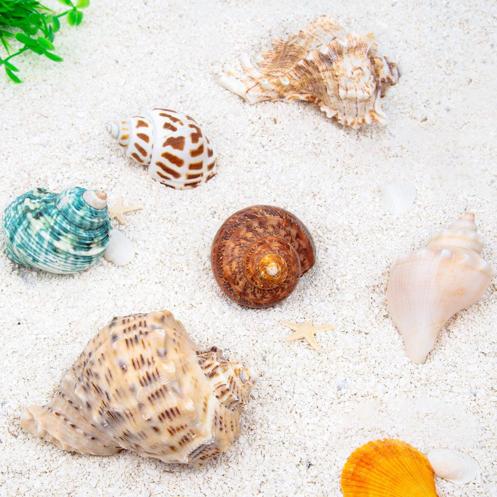 SKOOLOVE variety shells support natural color and size selection