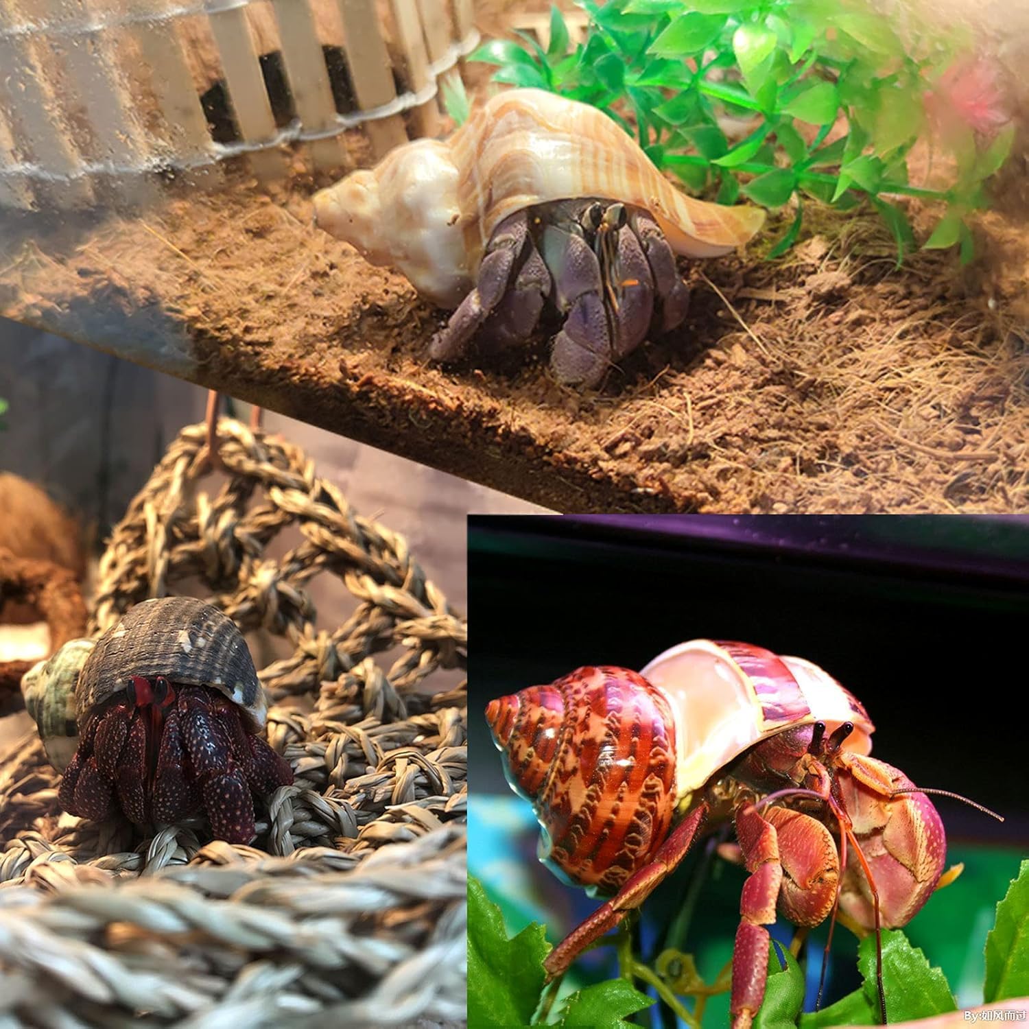 SKOOLOVE shells with varied sizes support growth and transitions