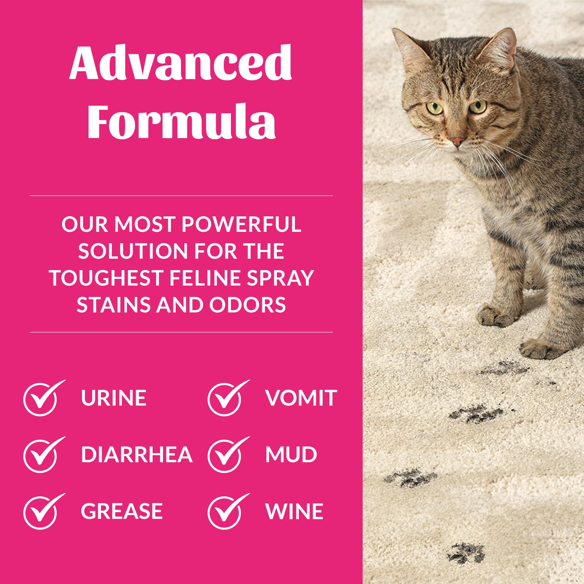 Skout's Honor Cat Severe Mess on carpet before-and-after results.