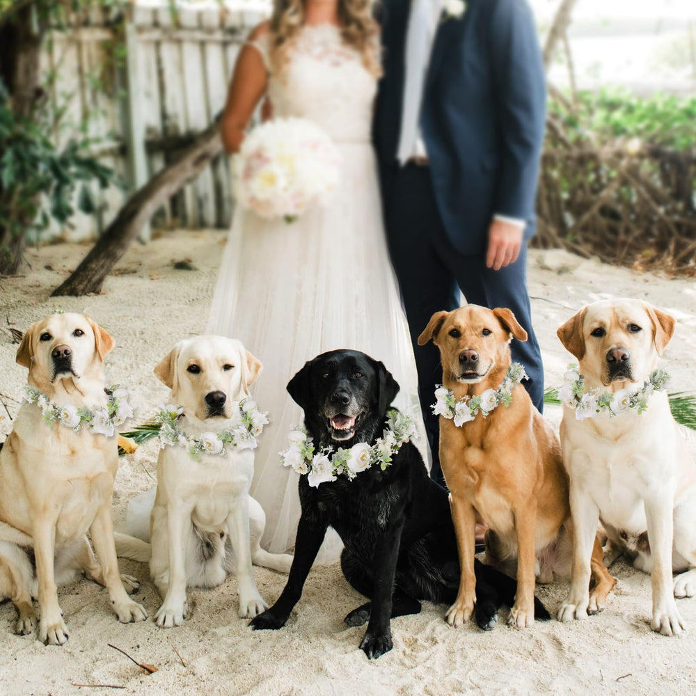 slcinwzdt-dog-wedding-headband-flowers showcases charming floral accessory for photos