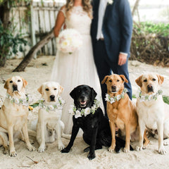 slcinwzdt-dog-wedding-headband-flowers showcases charming floral accessory for photos