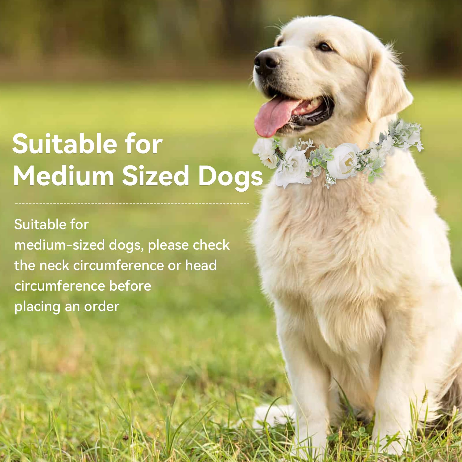 slcinwzdt-wedding-photo-prop-dog ideal prop for memorable pet portraits