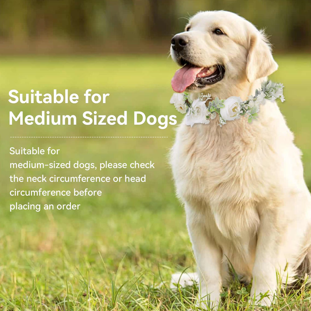 slcinwzdt-wedding-photo-prop-dog ideal prop for memorable pet portraits