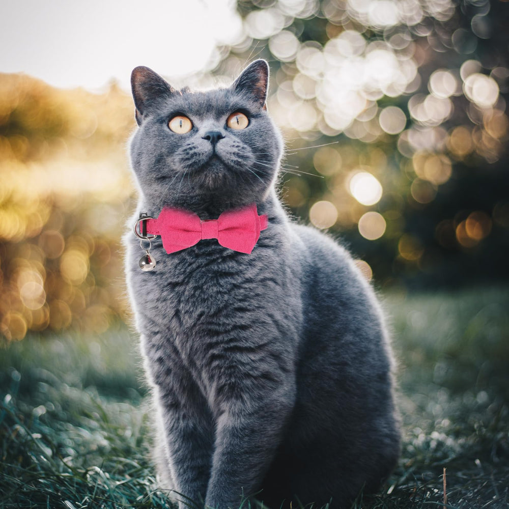 Sliverdew adjustable 7-12 inch cat collar demonstrating size versatility