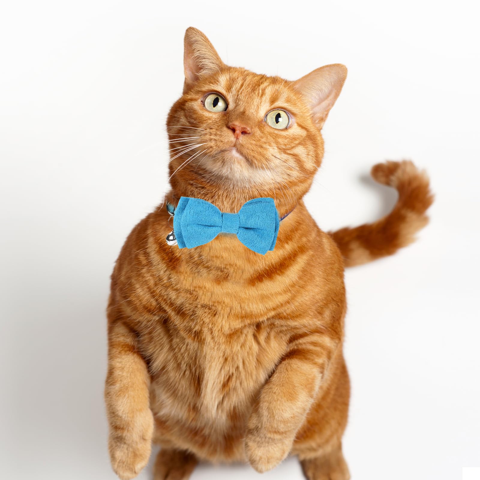 Sliverdew Bow Cat Collar breakaway buckle safety feature in action