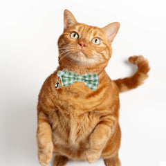 Sliverdew bow cat collar green solid buckle close-up emphasizes safety breakaway feature.