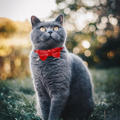 Sliverdew cat collar adjustable pink shows adjustable fit from 7.5 to 12.6 inches.