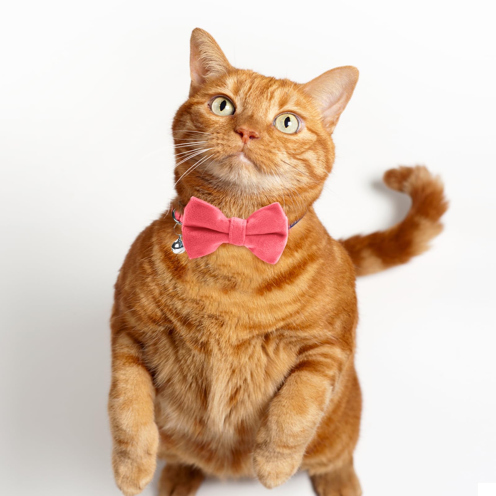 Sliverdew packaging image demonstrates two-collar set ready for gifting.