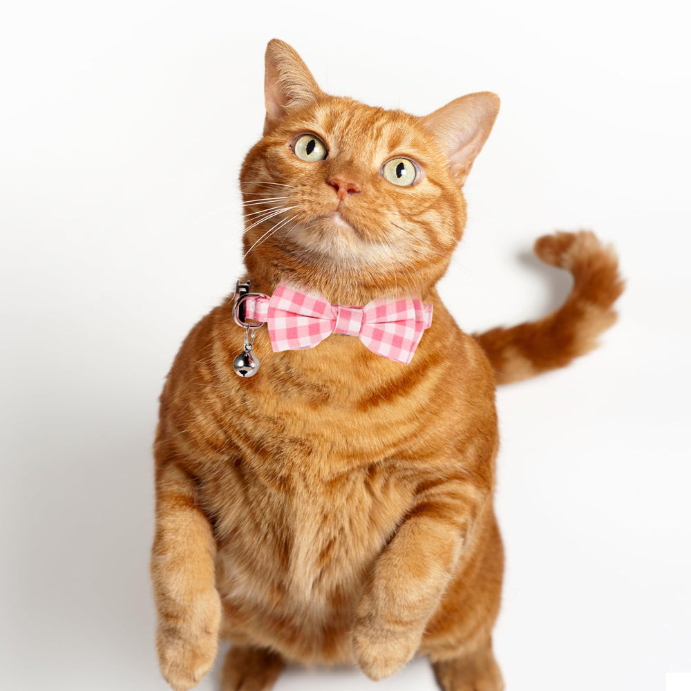 Sliverdew two-collars packaging showing value and convenience