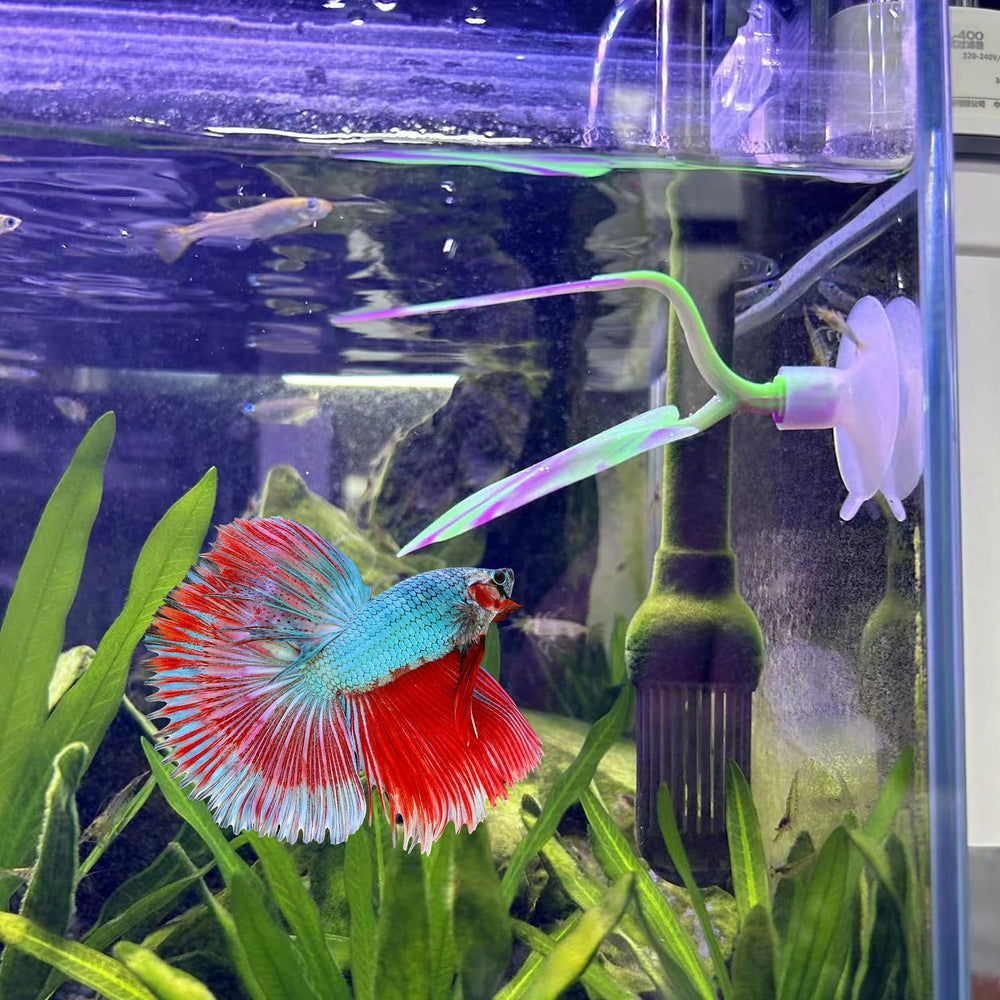 SLSON betta leaf hammock in tank with space for swimming.