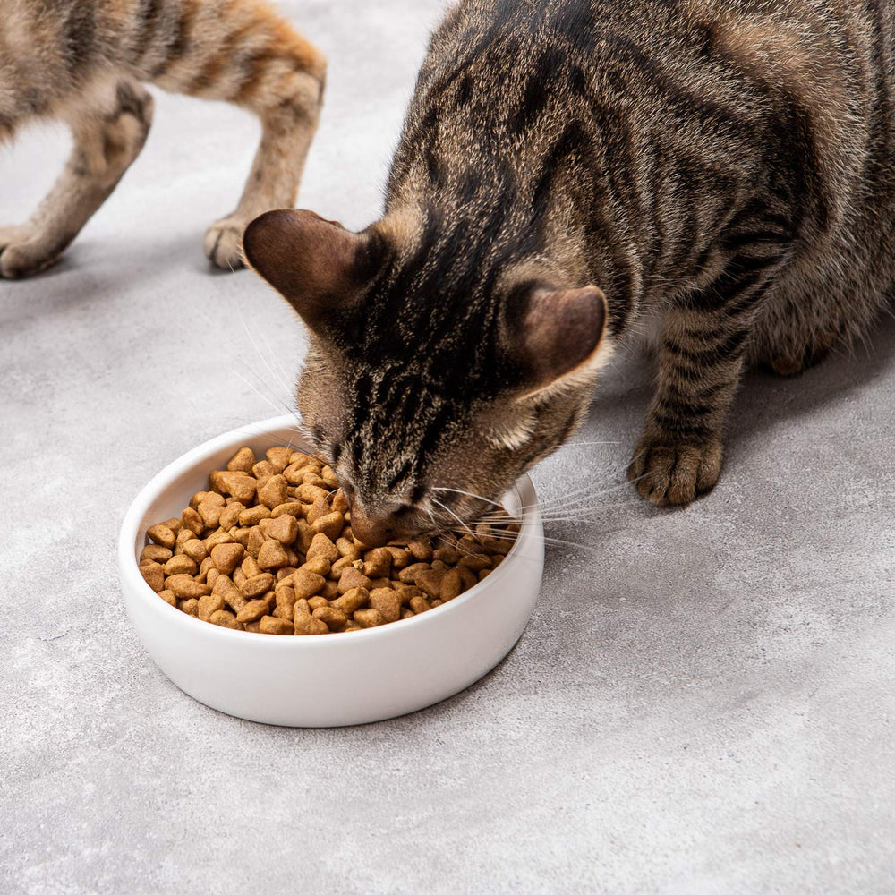 SLSON ceramic pet bowl anti-slip heavy design prevents tipping during meals.
