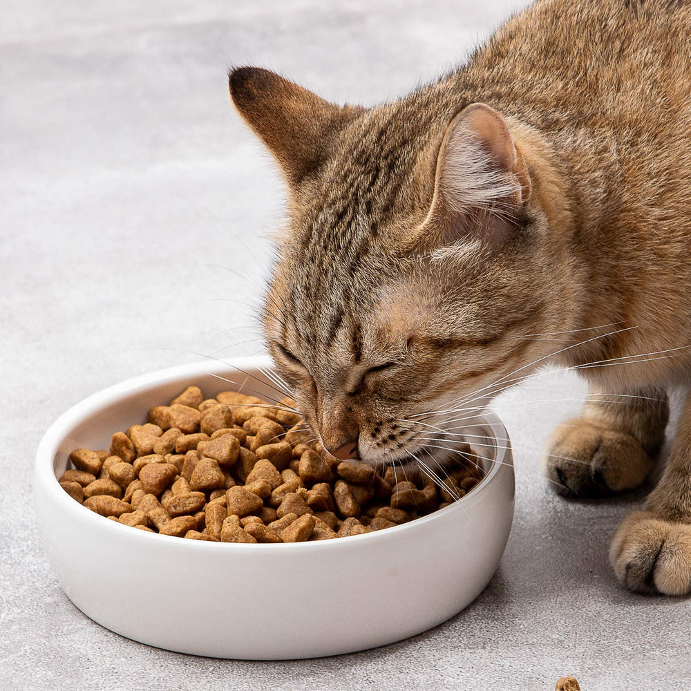 SLSON ceramic pet bowl close-up highlights smooth glaze and odor-resistant ceramic.