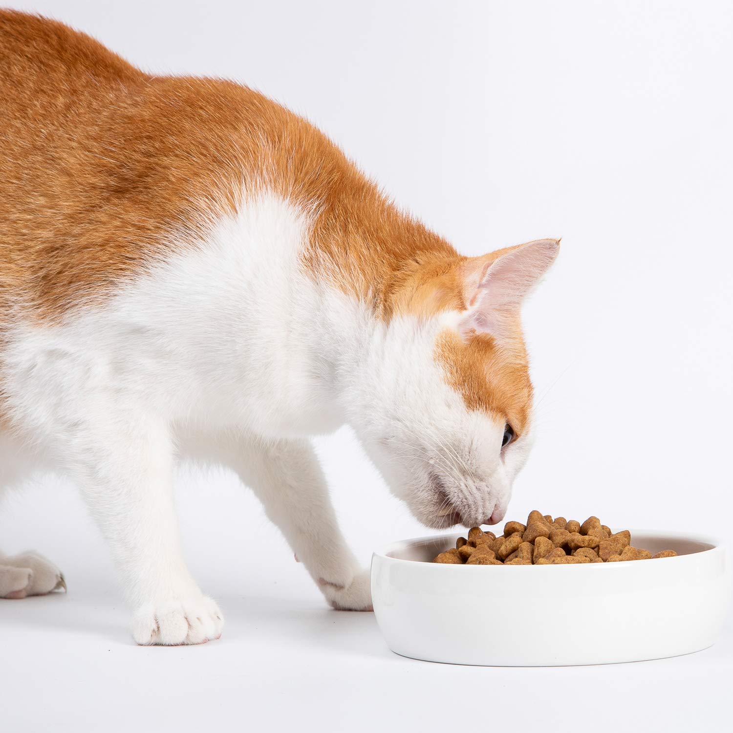 SLSON ceramic pet bowl gift-ready packaging for cat lovers.