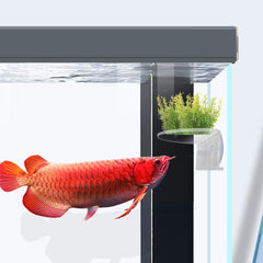SLSON transparent acrylic ledge with suction cups creates discreet plant support