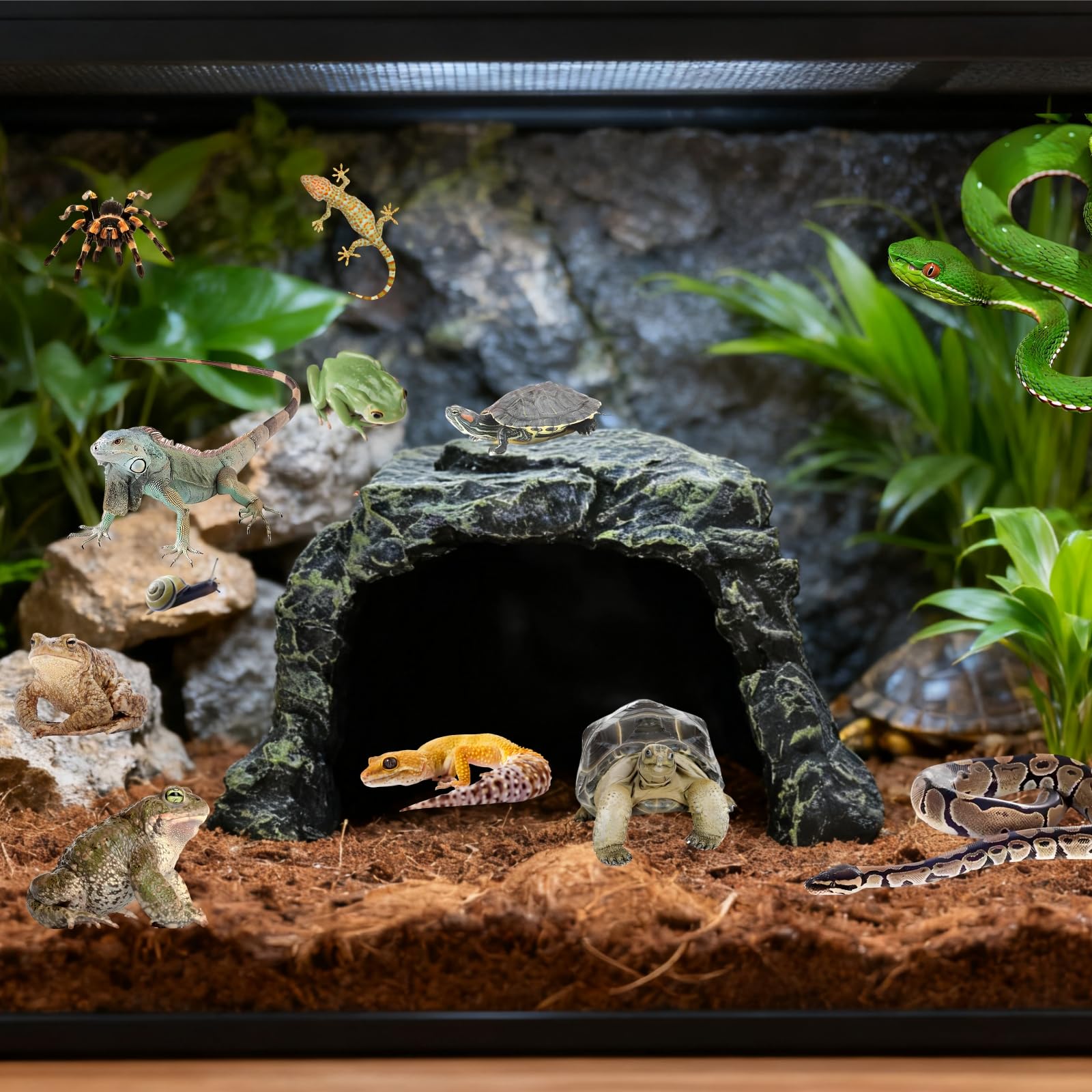 SLWHYZL frogs amphibians hideout, quiet refuge during daylight.