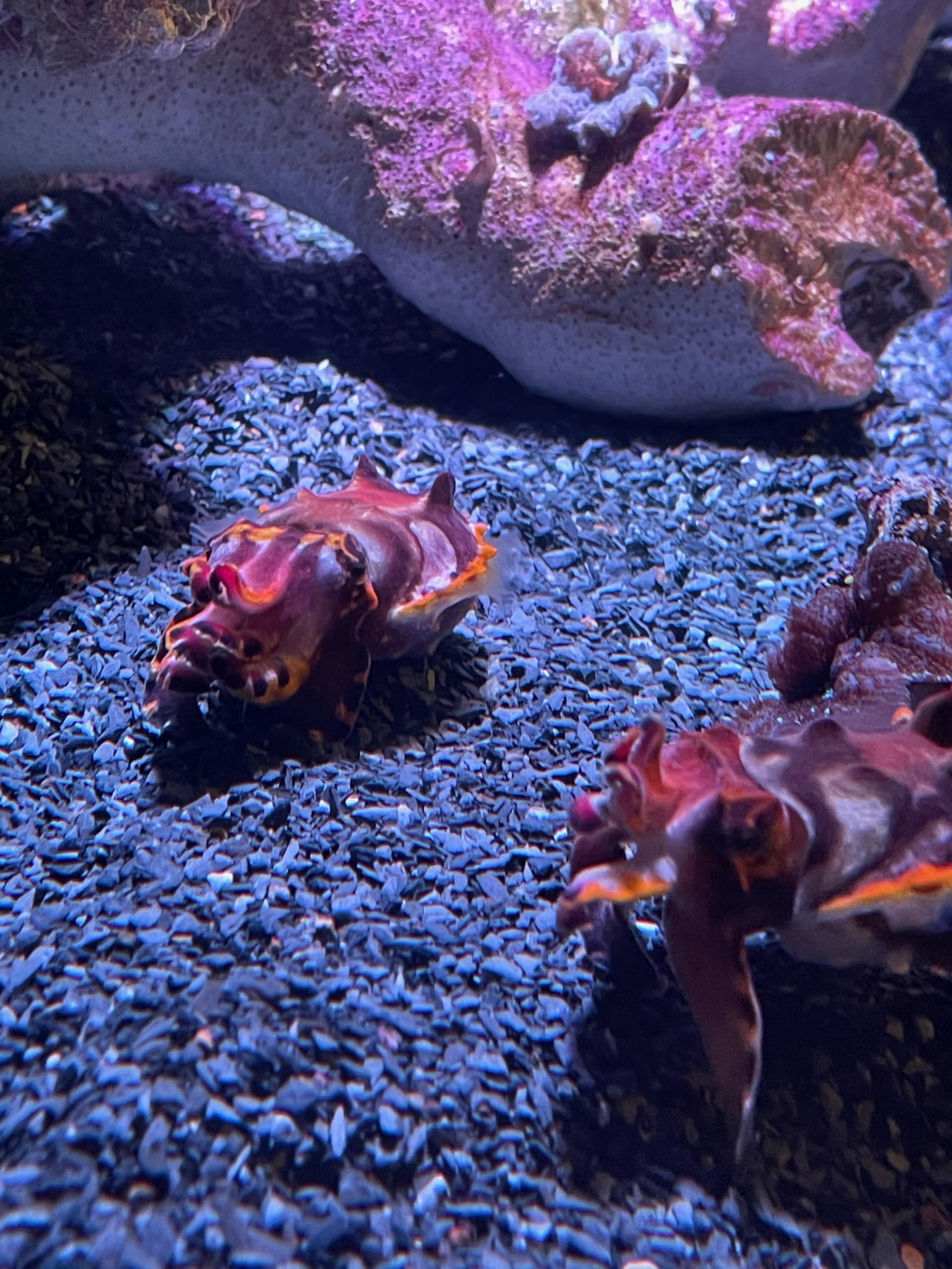 Small World Slate & Stone coarse sand creates aquarium pathways