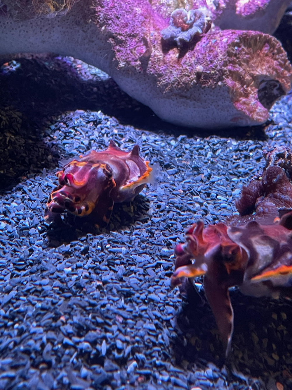 Small World Slate & Stone coarse sand creates aquarium pathways
