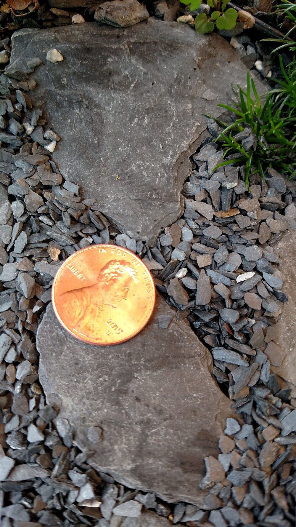 Small World Slate & Stone coarse sand as succulent ground cover