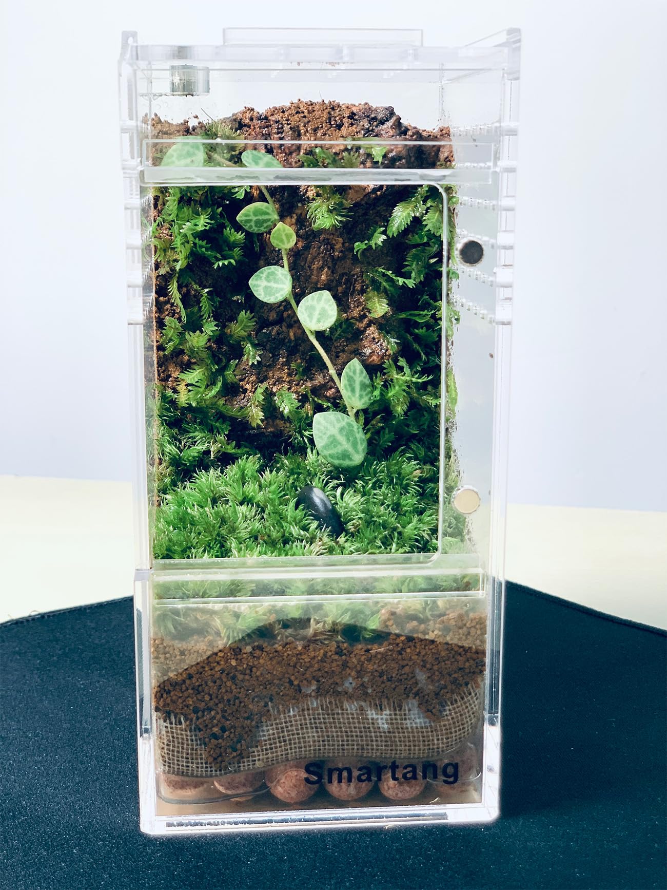Smartang Acrylic Terrarium watertight bottom supports substrate containment.