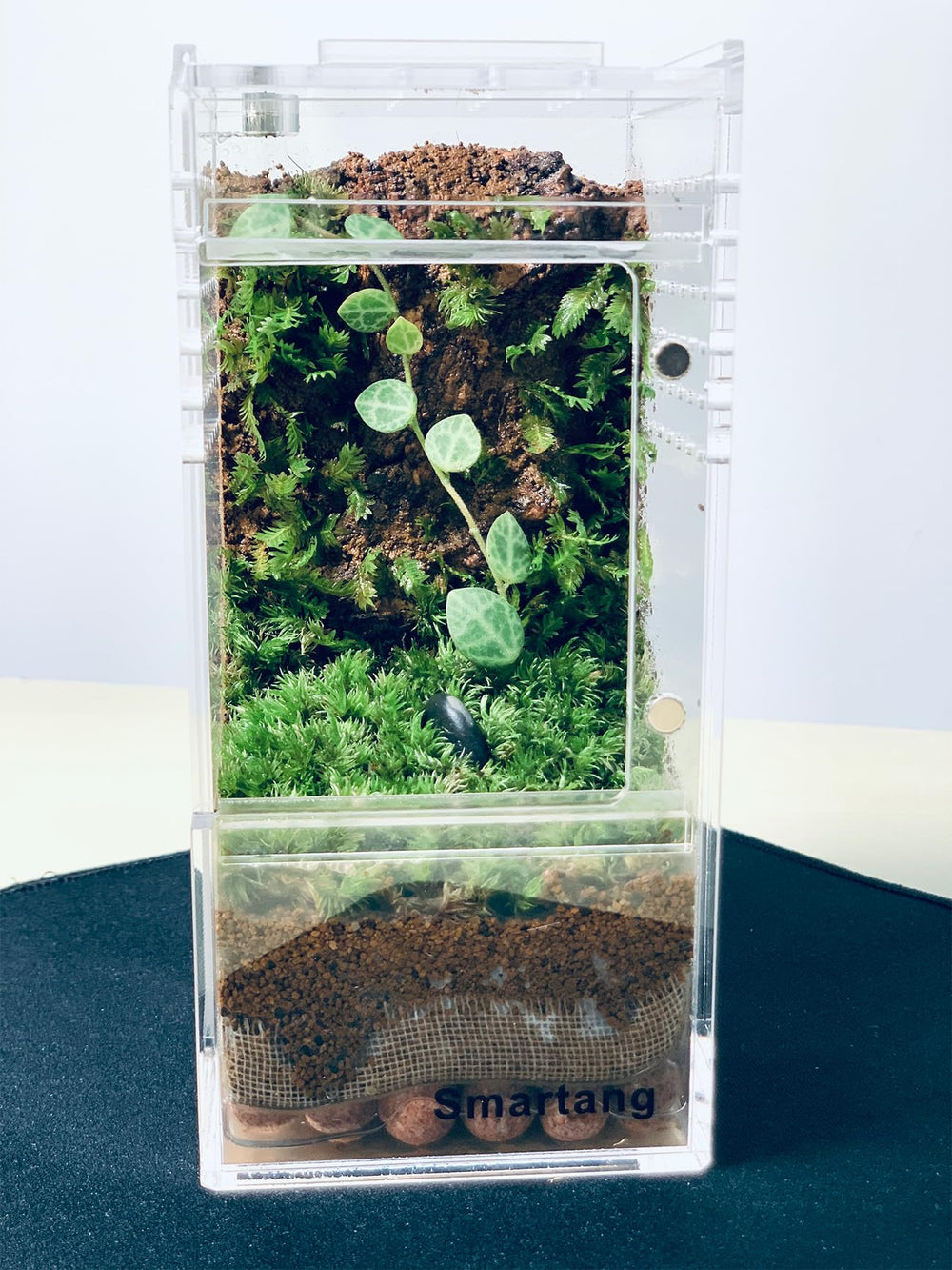 Smartang Acrylic Terrarium watertight bottom supports substrate containment.