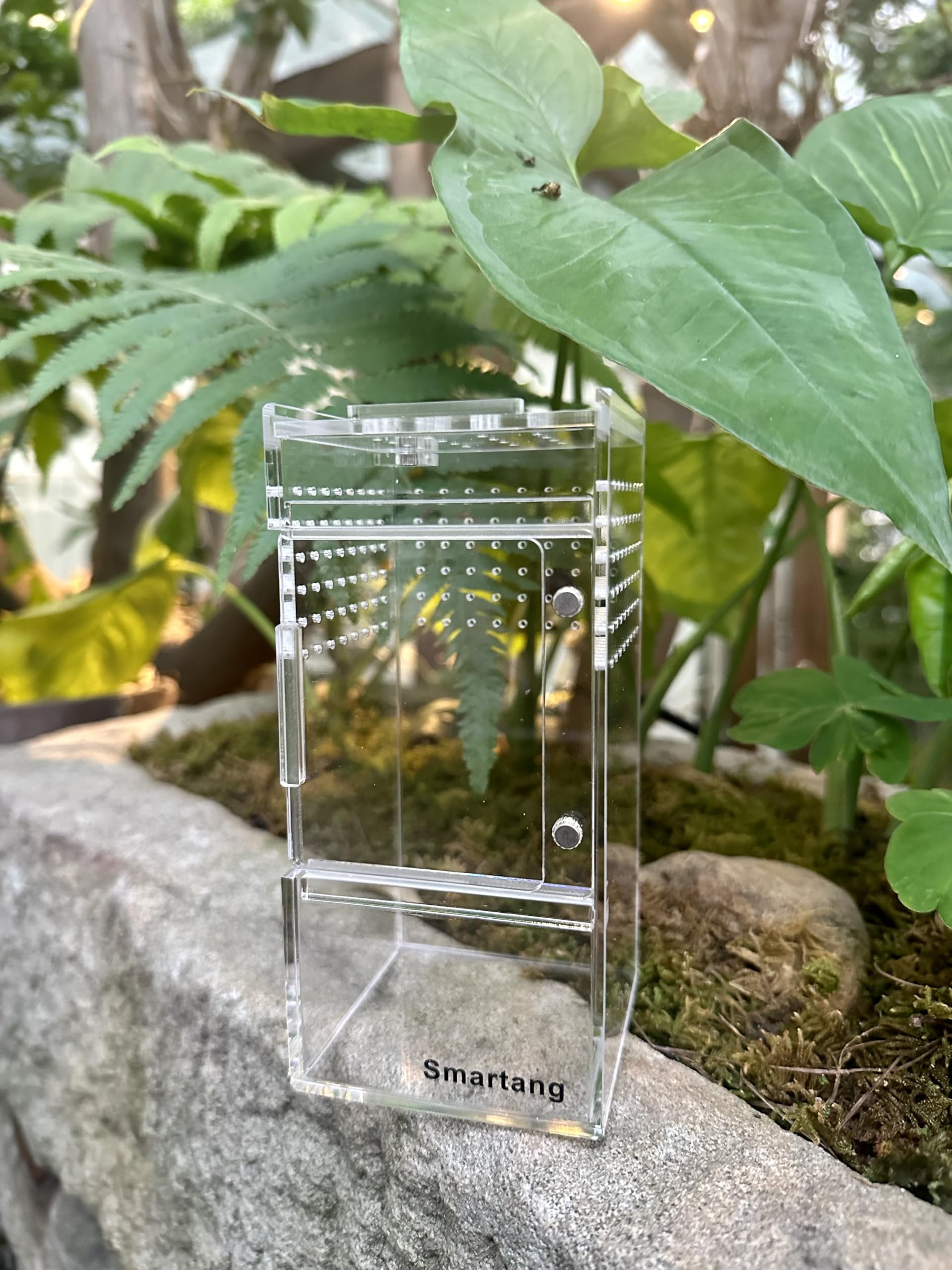 Smartang Jumping Spider Enclosure inside setup shows ready-to-use terrarium.