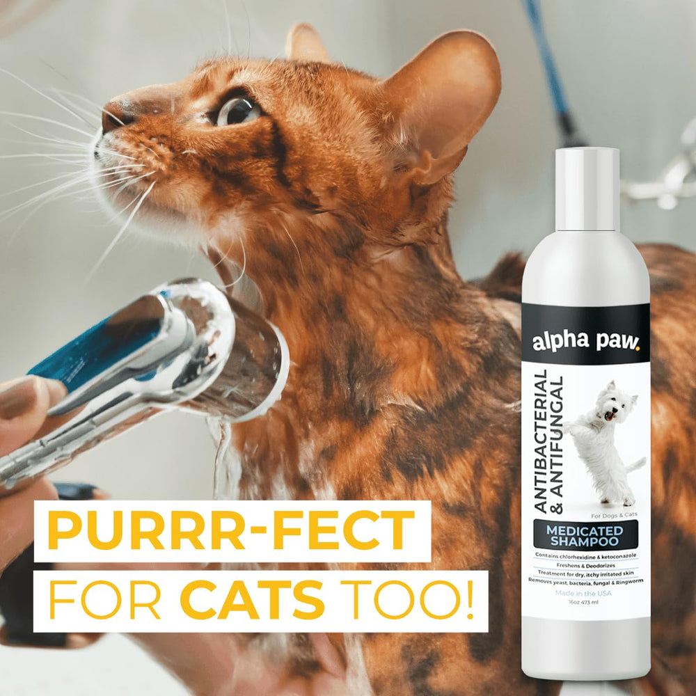 Smiling Paws Pets post-wash cat with pleasant aroma and neat fur.