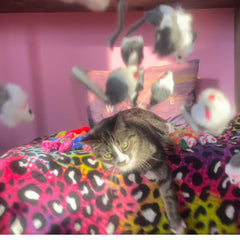 Smokey's Stash mice pair with catnip spray for enhanced interactive fun.