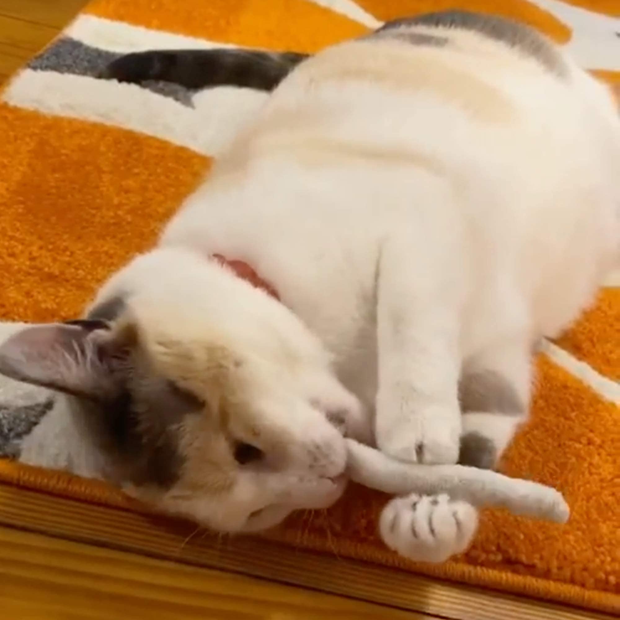 Smokey's Stash catnip-filled pre-roll joints cat play scene — promotes interactive play and relaxation