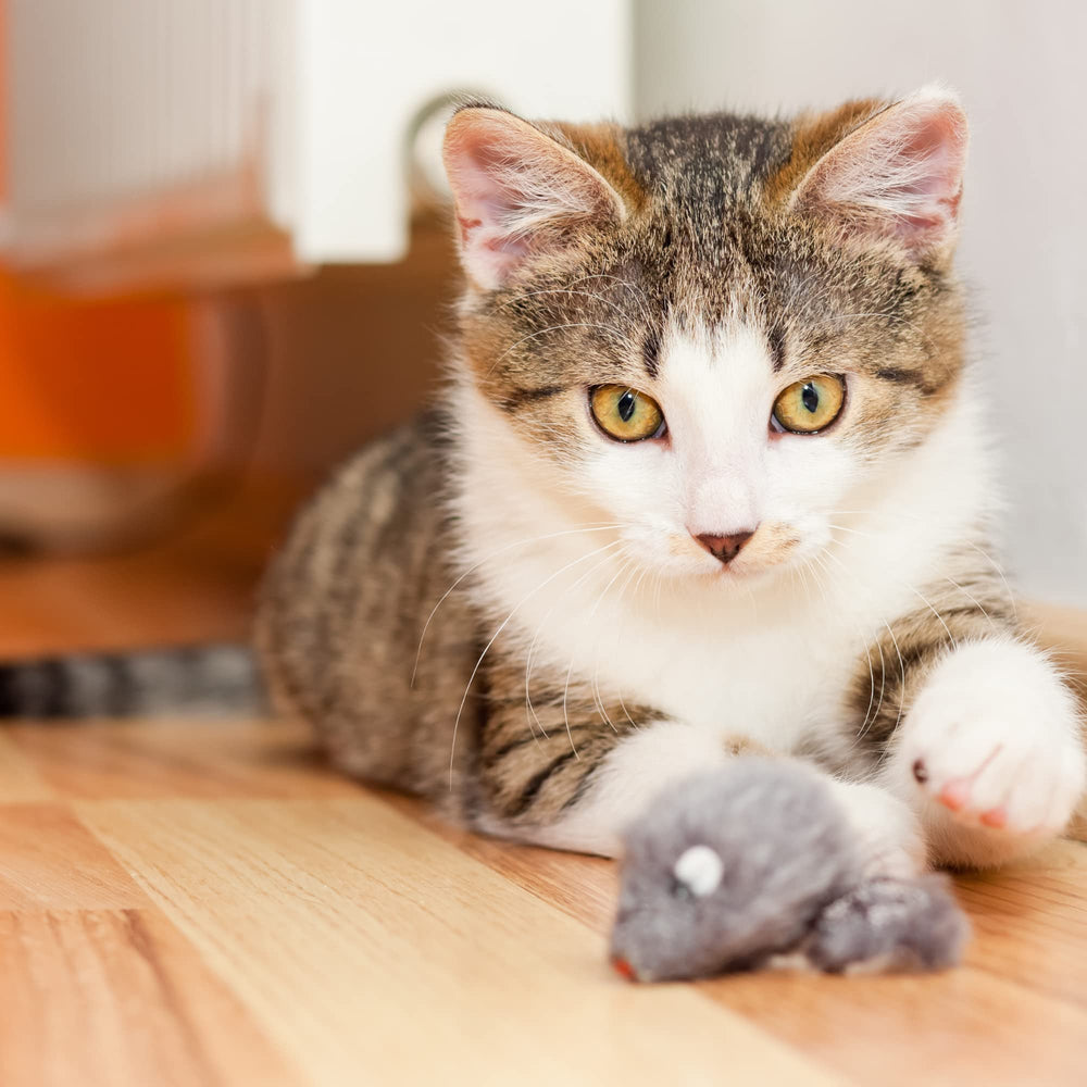 Smokeys Stash catnip spray pairing boosts scent-driven play.