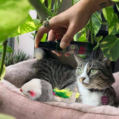 Smokey's Stash indoor-safe toy mice help keep furniture protected during play.