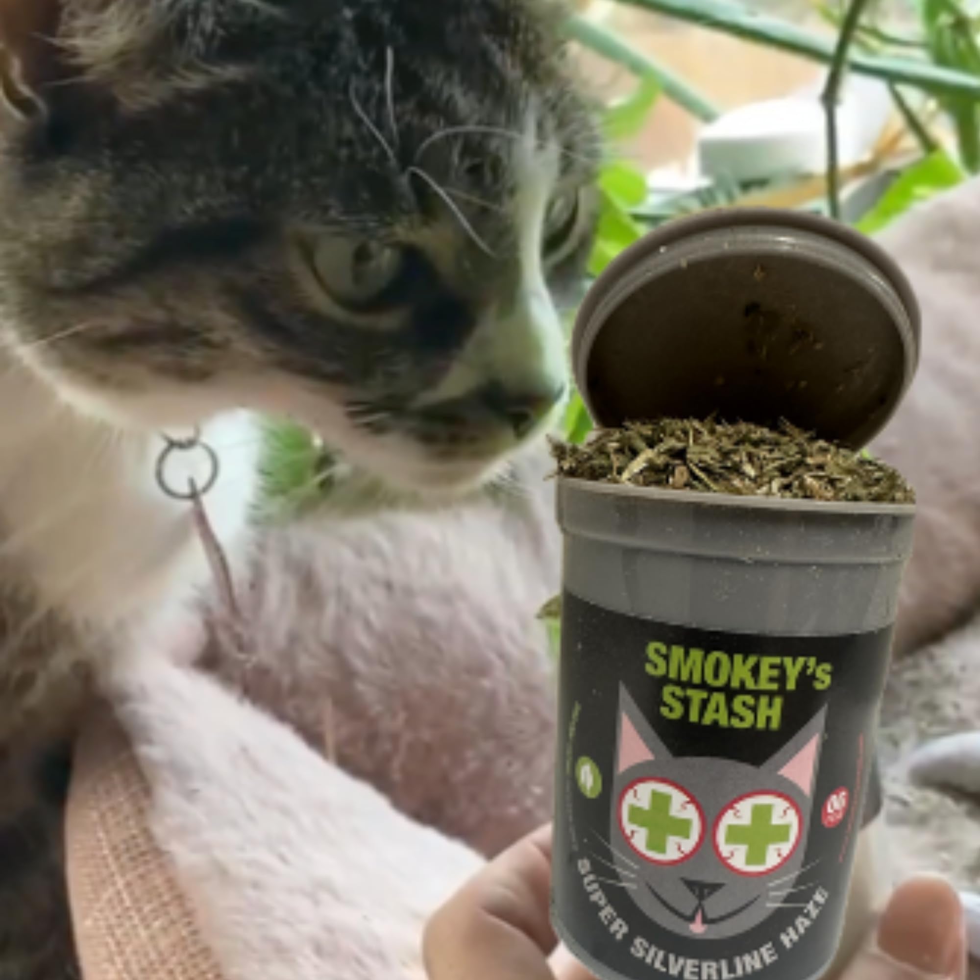 Smokey's Stash silver vine powder matatabi provides natural stimulation for exploration