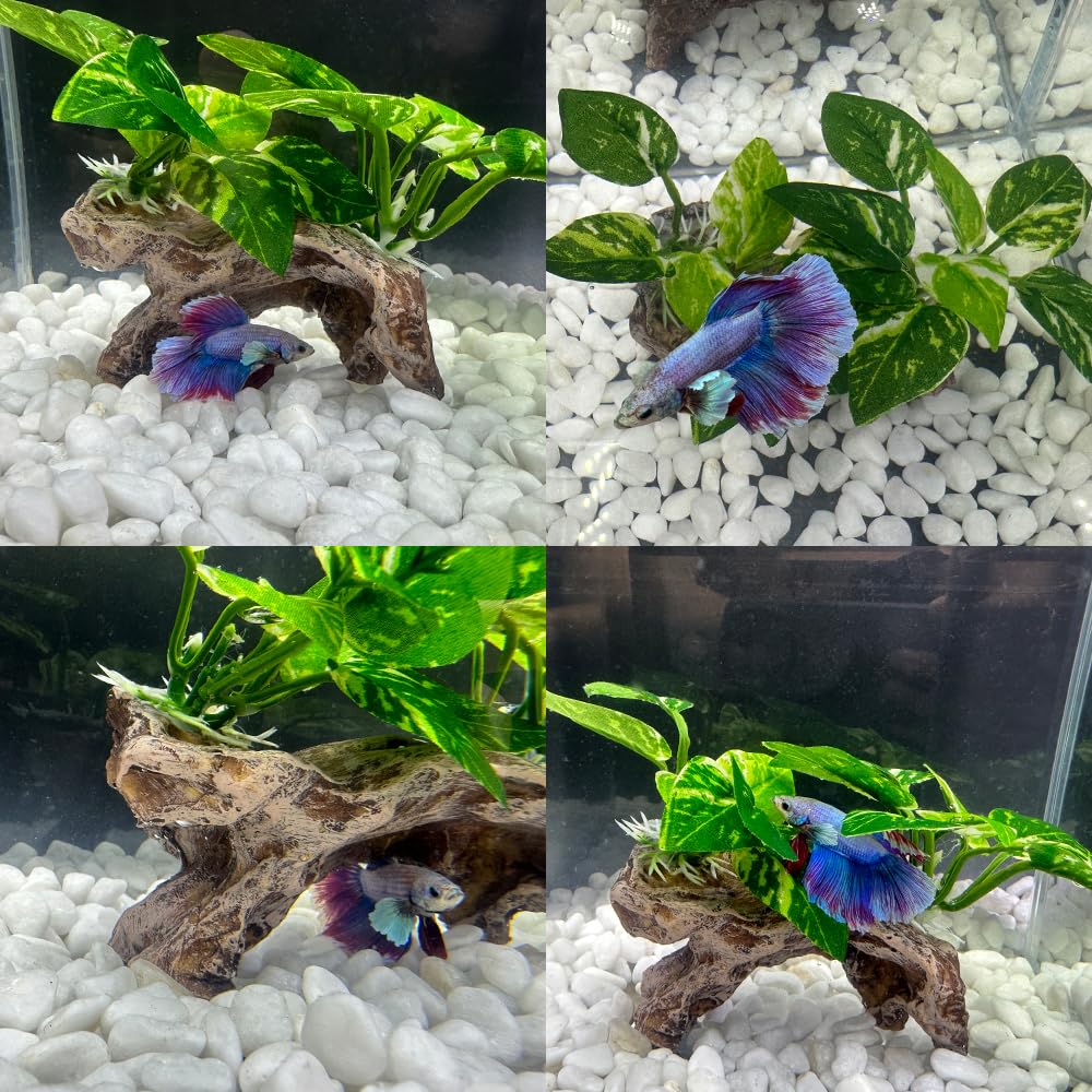 Smoothedo-Pets goldfish bowl accessories help create a neat, appealing display.