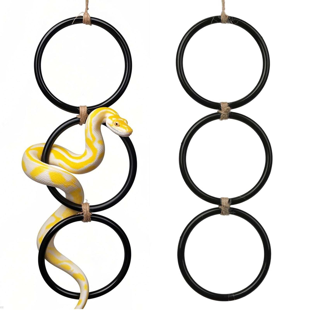 Snake climbing rings assembly in tank enhances reptile enrichment.