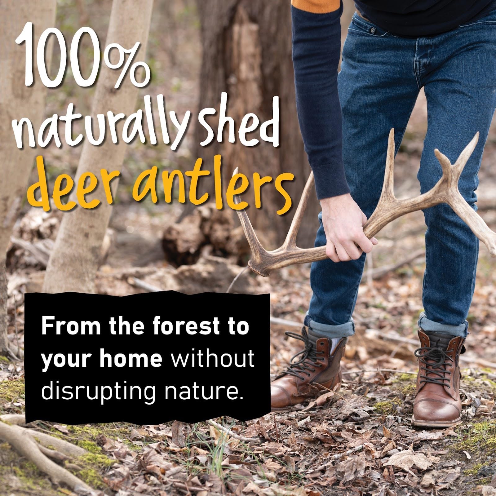 Snatchers elk antlers odor-free and mess-free for home use.