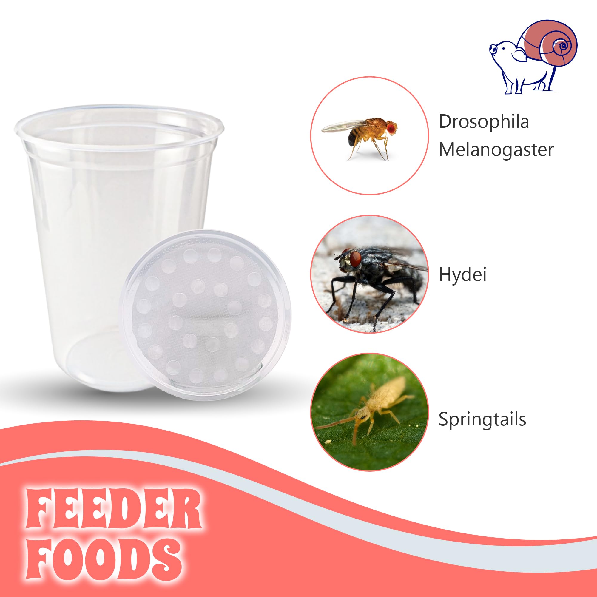 Snout and Shell deli cups in a fruit fly culture setup for classroom use.