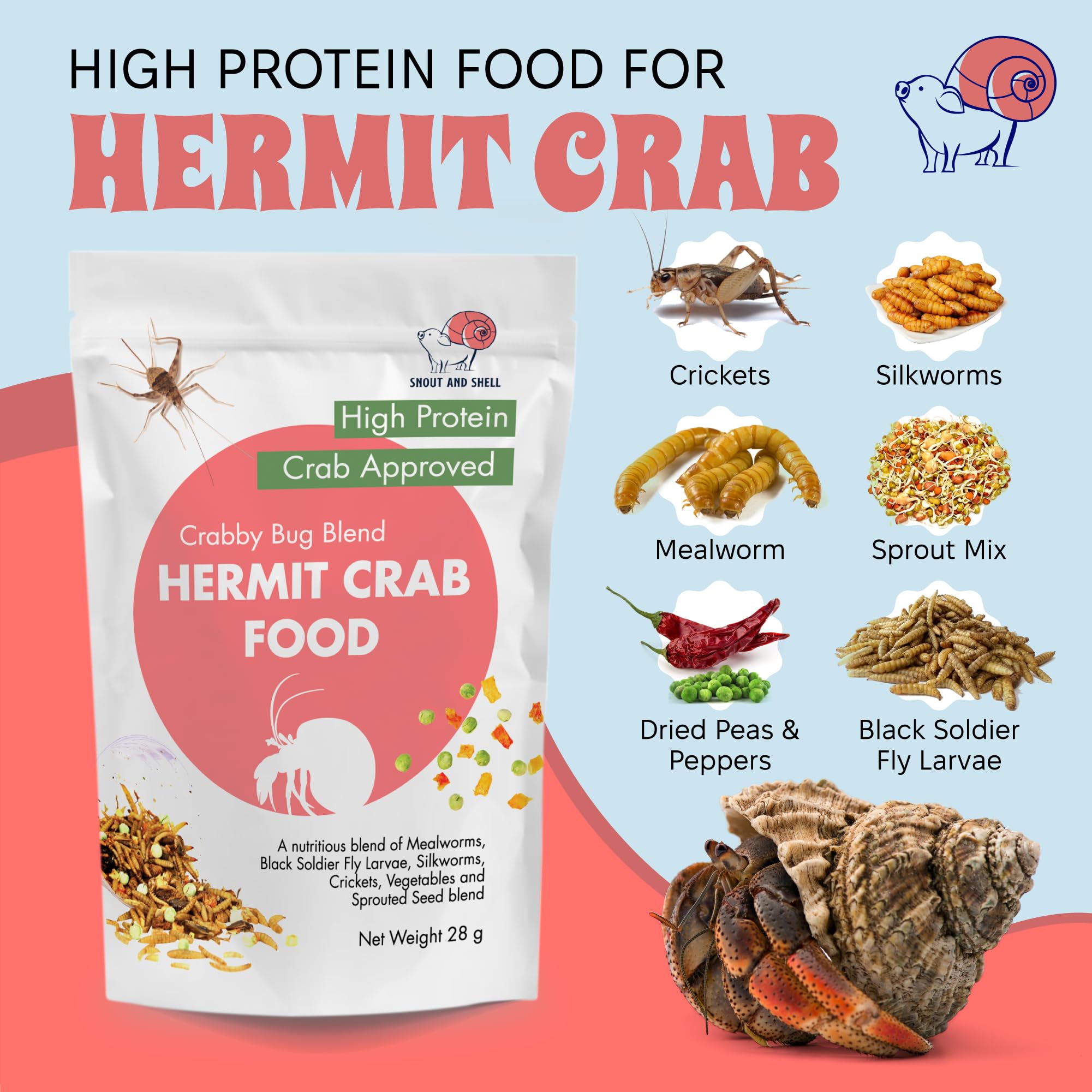 Snout and Shell Hermit crab feeding close-up highlights insect proteins for vitality.
