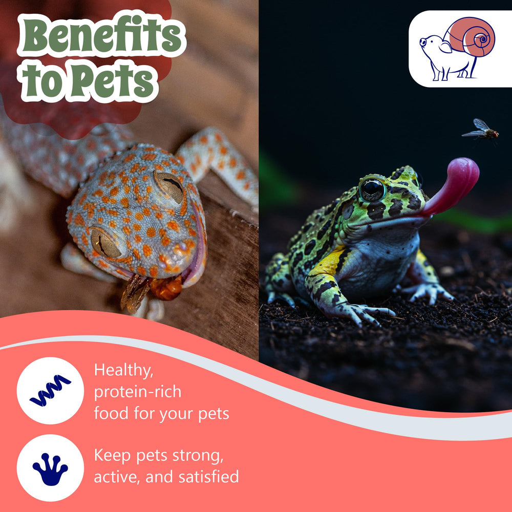Snout and Shell reusable insect feeder system for ongoing pet diets.
