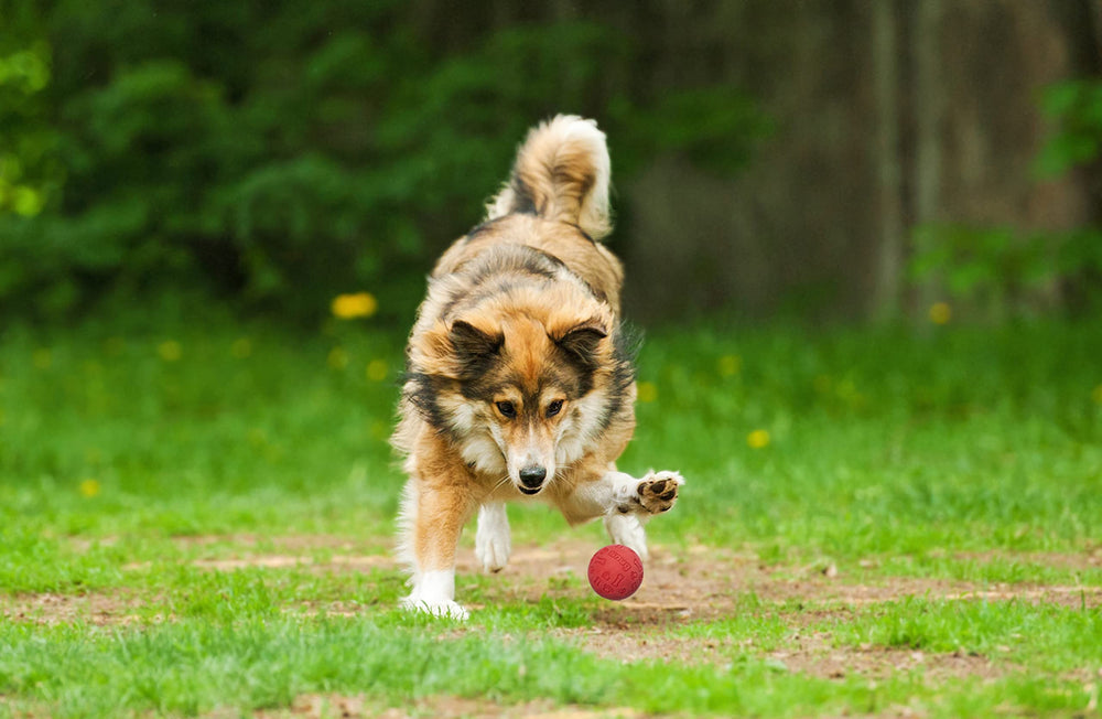 Snug rubber dog ball works with ball launchers for interactive fetch.